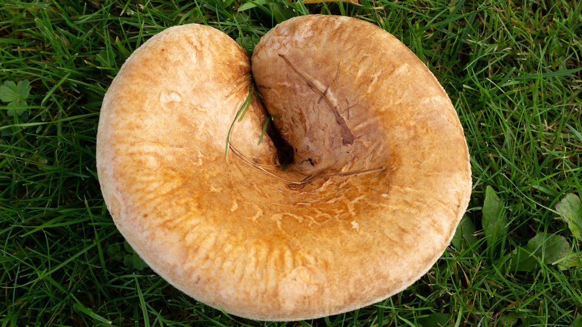 Błąd popełniają nawet wytrawni grzybiarze. Wielu myli go z rydzem jadalnym
