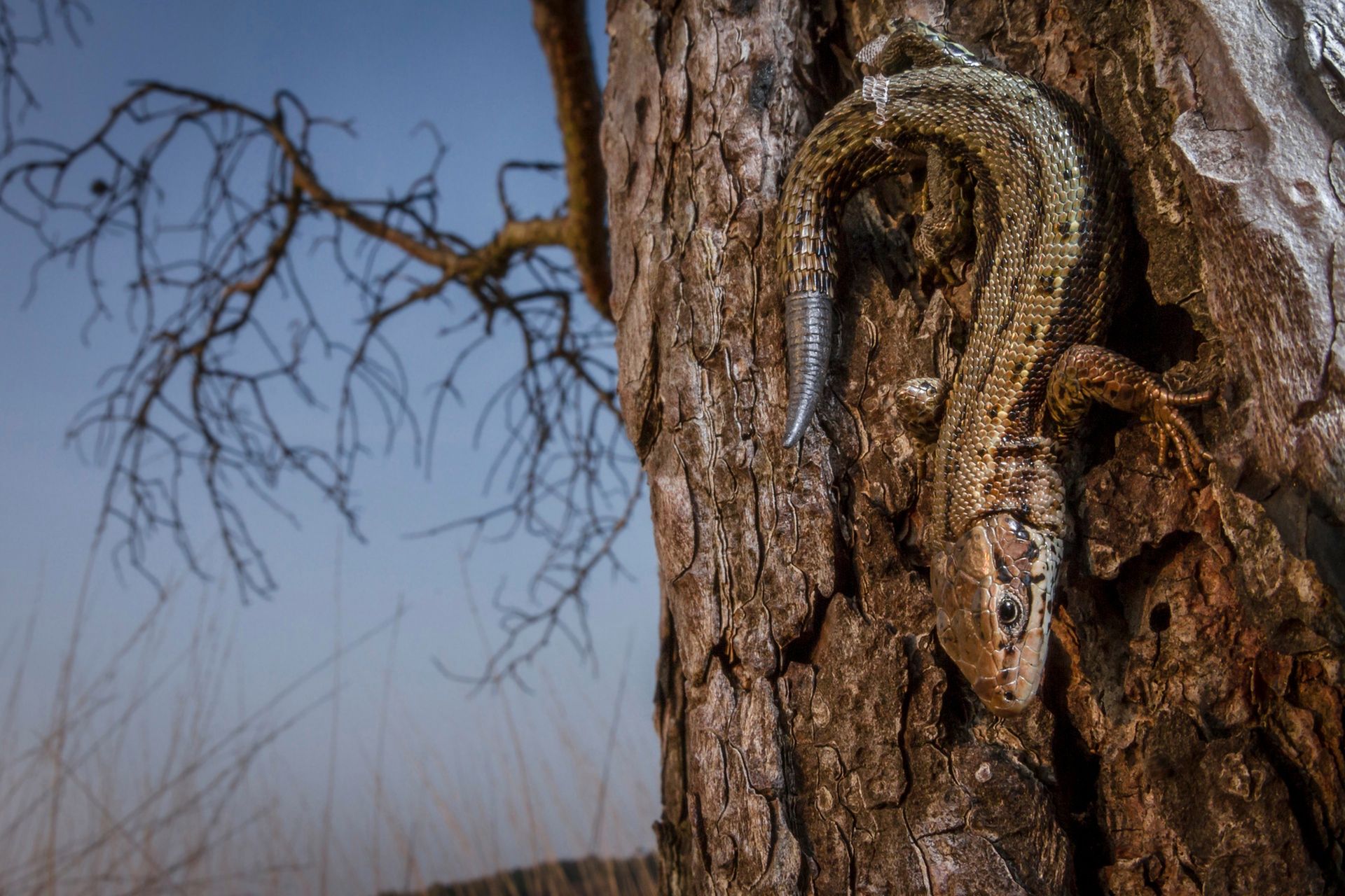 The British Wildlife Photography Awards 2015, czyli fotografia przyrody w najlepszym wydaniu 3