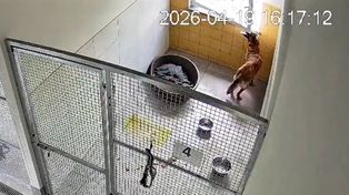 Piesek Bruno uciekł z pilskiego schroniska. Wszystko nagrały kamery