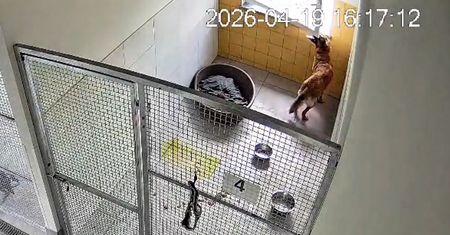 Piesek Bruno uciekł z pilskiego schroniska. Wszystko nagrały kamery (WIDEO)