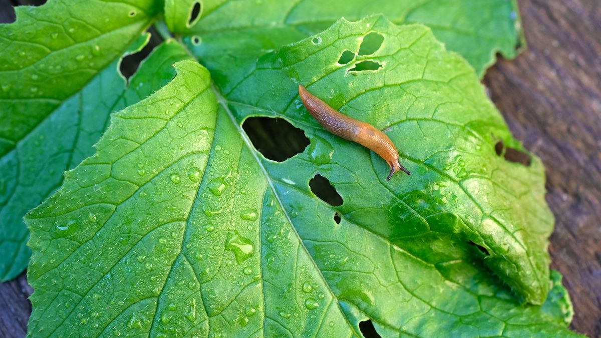 Brown slug on a green wet radish leaf top view.
Arion lusitanicus close-up on damaged radish leaves. Brown slug on a green wet radish leaf top view.
Tetiana Kolubai
arion lusitanicus, brown slugs, cellar slug, closeup, damage, eat, farming, fresh, garden pests, green, invasion, limacus, limax maximus, lusitanian, lusitanicus, one, outdoor, parasites, slime, spring, wild, wildlife