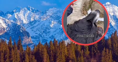 Suczka zgubiła się w Tatrach. Wierzą w siłę internetu