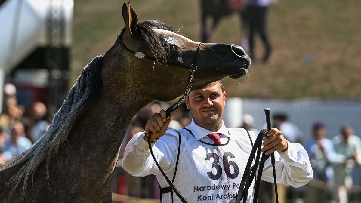 Janów Podlaski, 09.08.2026. Najlepszy koń pokazu Best in Show - klacz Epiforana w kolejnym dniu pokazów w Stadninie Koni Janów Podlaski, 9 bm. Trwają Dni Konia Arabskiego, których kulminacją będzie aukcja Koni Arabskich Czystej Krwi Pride of Poland. Na sprzedaż wystawionych zostanie 15 klaczy i jeden ogier, wszystkie z państwowych stadnin w Janowie Podlaskim, Michałowie i Białce. (mr) PAP/Wojtek Jargiło