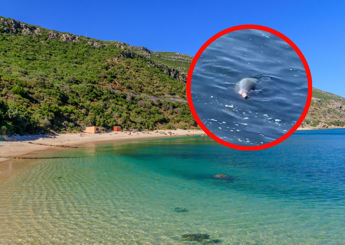 Foka została zauważona przy portugalskiej plaży 