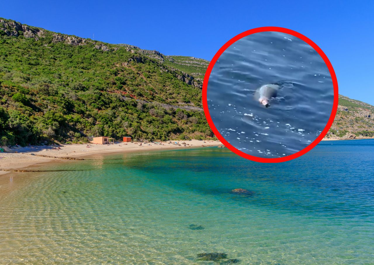 Zaskakujący gość na portugalskim wybrzeżu. "Dzikie zwierzę zdolne do agresji"