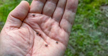 Największy błąd podczas usuwania kleszcza. Grozi boreliozą