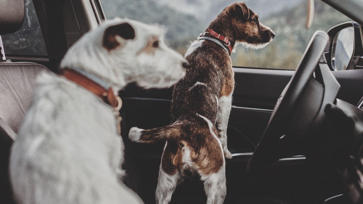 Wyglądają słodko, ale przewożenie psów bez pasów to skrajna nieodpowiedzialność