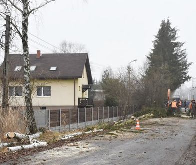 Sławków. Wycinka drzew, mieszkańcy protestują