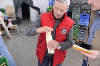 Lubią słońce, piasek i wysokie temperatury. Szparagi - złoto rolniczej Wielkopolski. Nigdzie w Polsce nie kocha się ich tak, jak tu