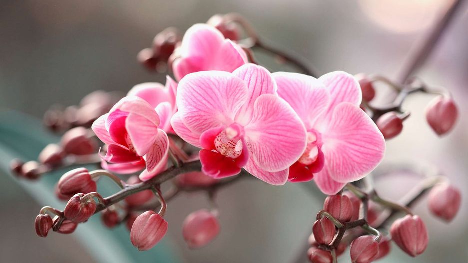 Zdrowe liście i korzenie storczyka dzięki naturalnej pielęgnacji