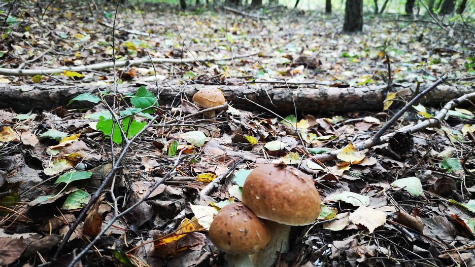 grzyby, borowik szlachetny, prawdziwek, las, grzybobranie