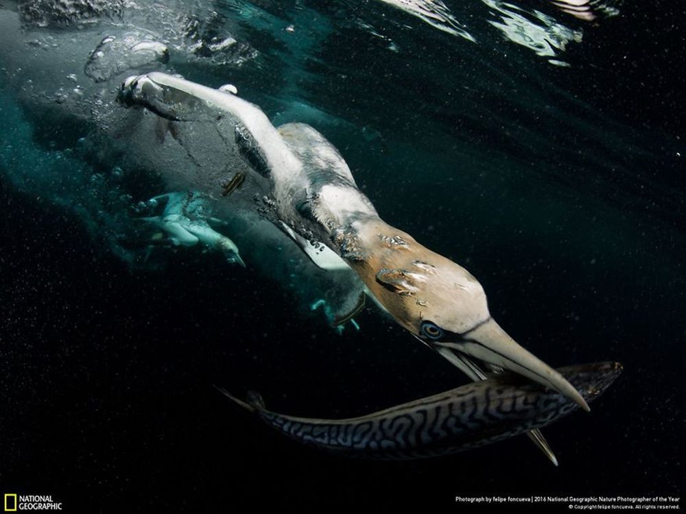 Fotografie natury, która nie przestaje zachwycać. Oto finałowe prace konkursu National Geographic Nature Photographer of the Year 2016 40
