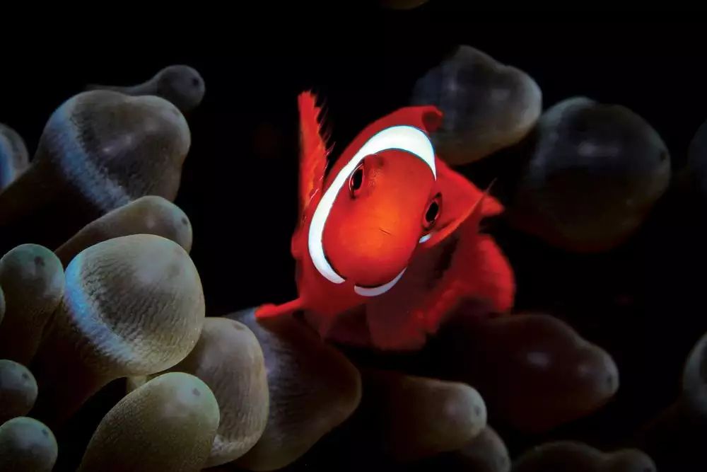 Niesamowity świat głębin - najlepsze zdjęcia podwodne według Scuba Diving Magazine 9