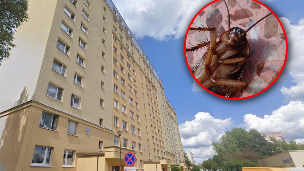 Najpierw kury, teraz karaluchy. Dramat mieszkańców Olsztyna