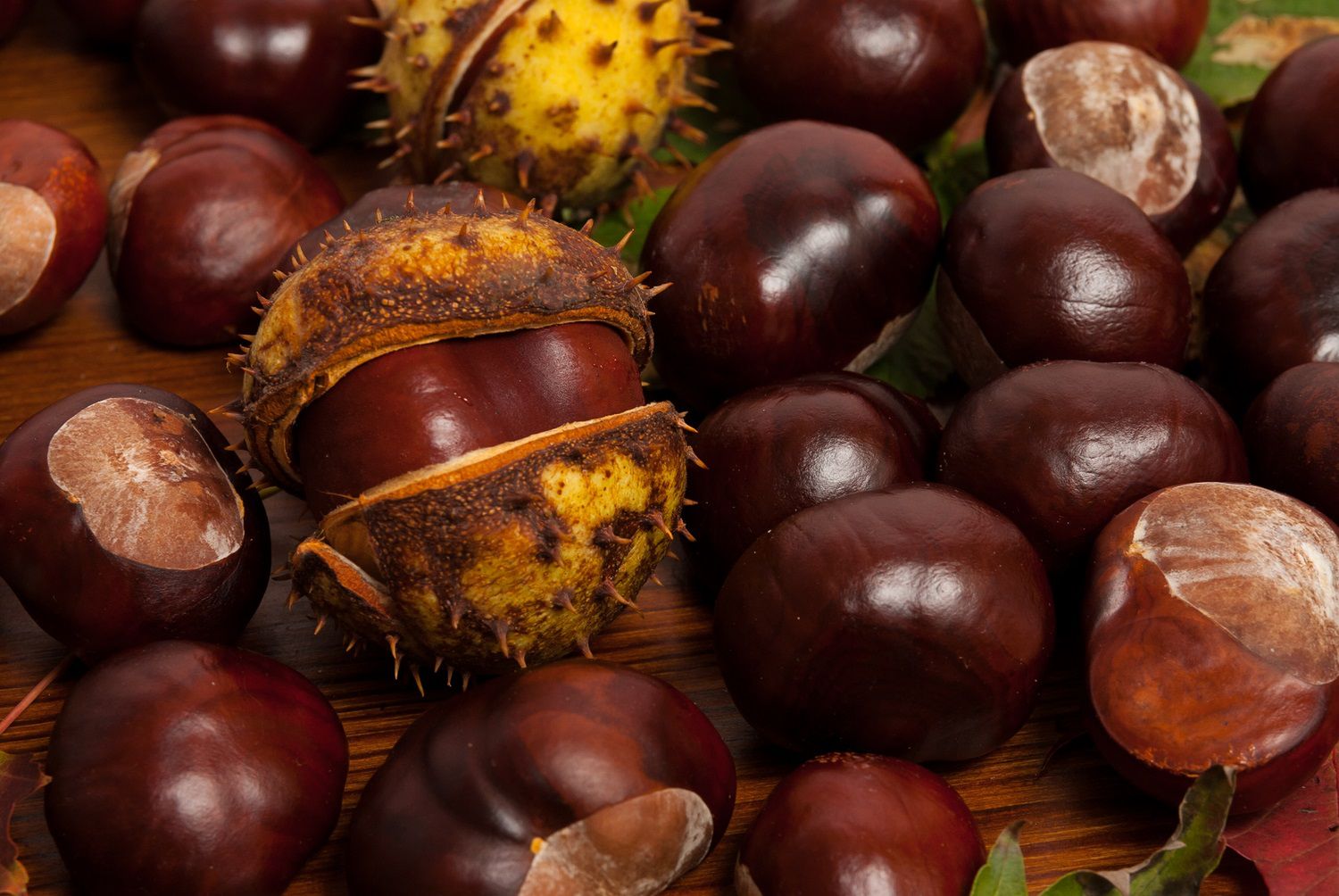 Maść z kasztanowca zmniejsza obrzęki i uczucie &quot;ciężkości nóg&quot;