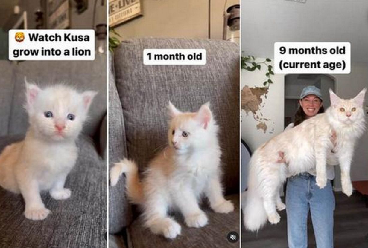 Kobieta przygarnęła kotka. 9 miesięcy później stał się sensacją