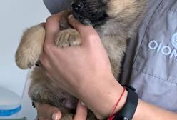 Piaseczno. Szczeniak porzucony w mieszkaniu. Udało się go uratować