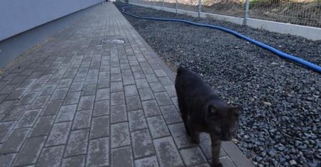 Dolny Śląsk. Kolzam nie żyje. Kot, który jeździł koleją