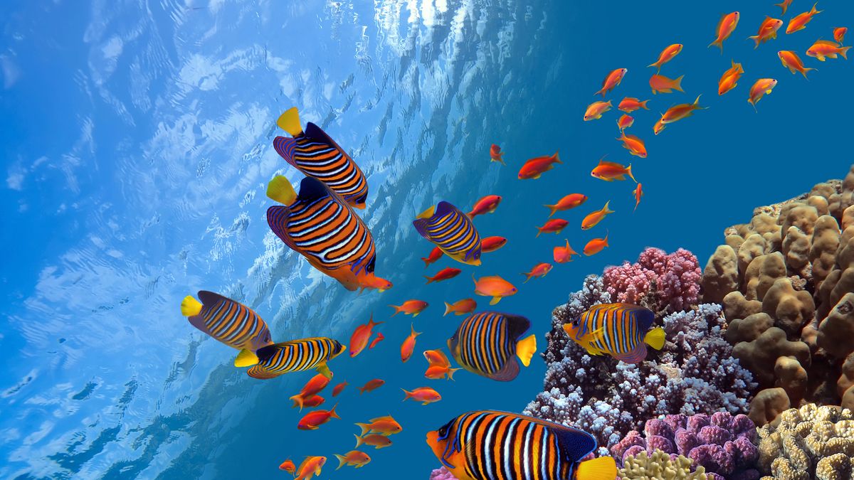 Krzyżówka o rybach i mięczakach