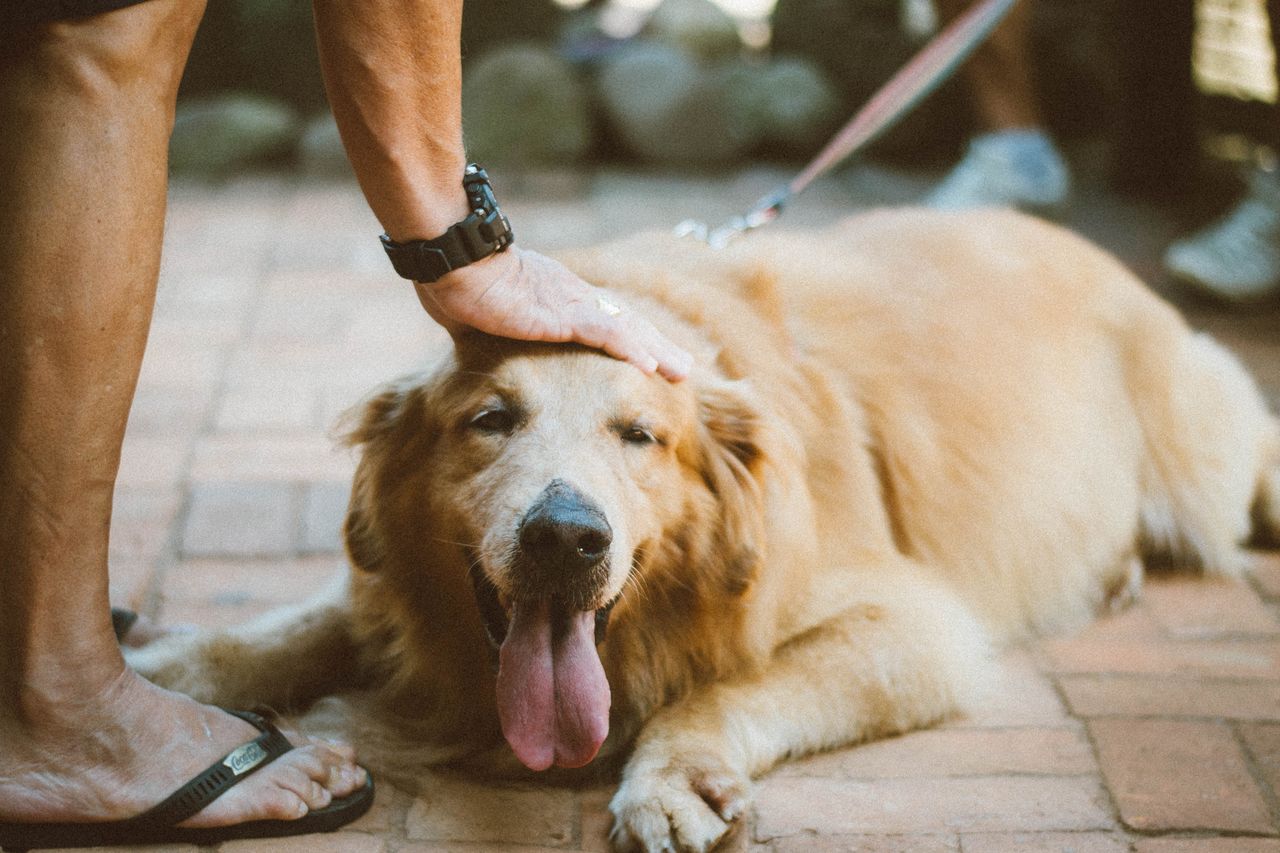 Dogs more likely to bite in hot weather, suggests Harvard study