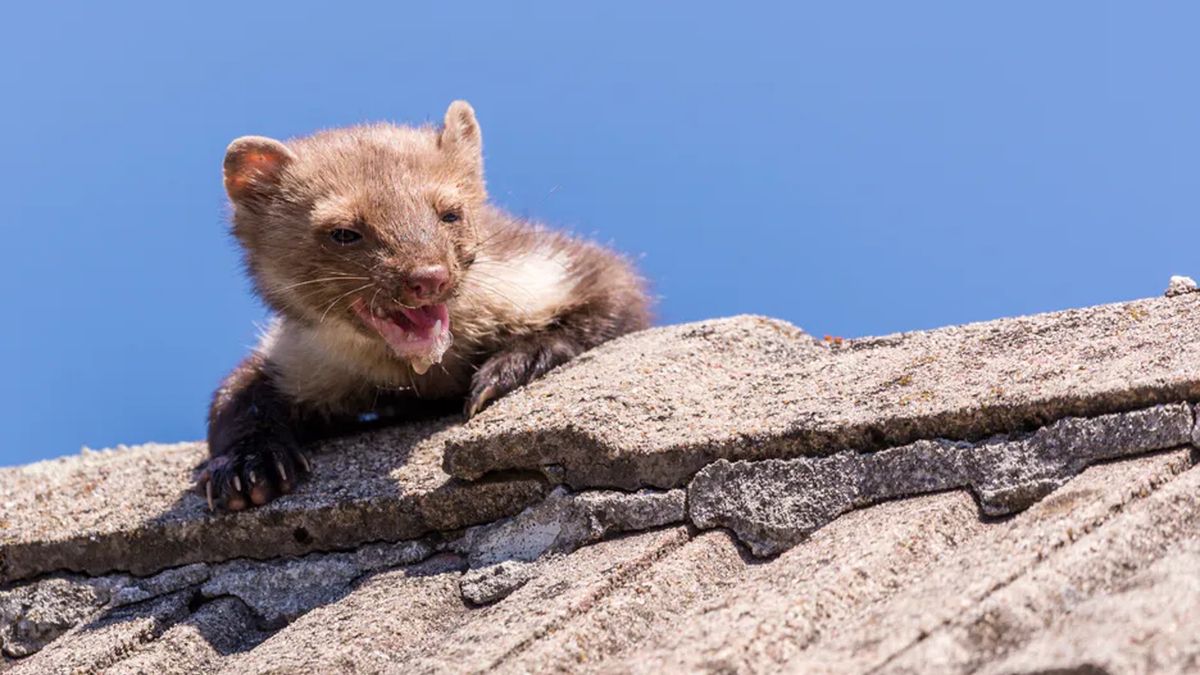 Kuny bywają prawdziwym utrapieniem