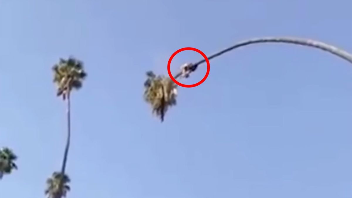 Mężczyzna zaprezentował niecodzienną technikę przycinania palmy