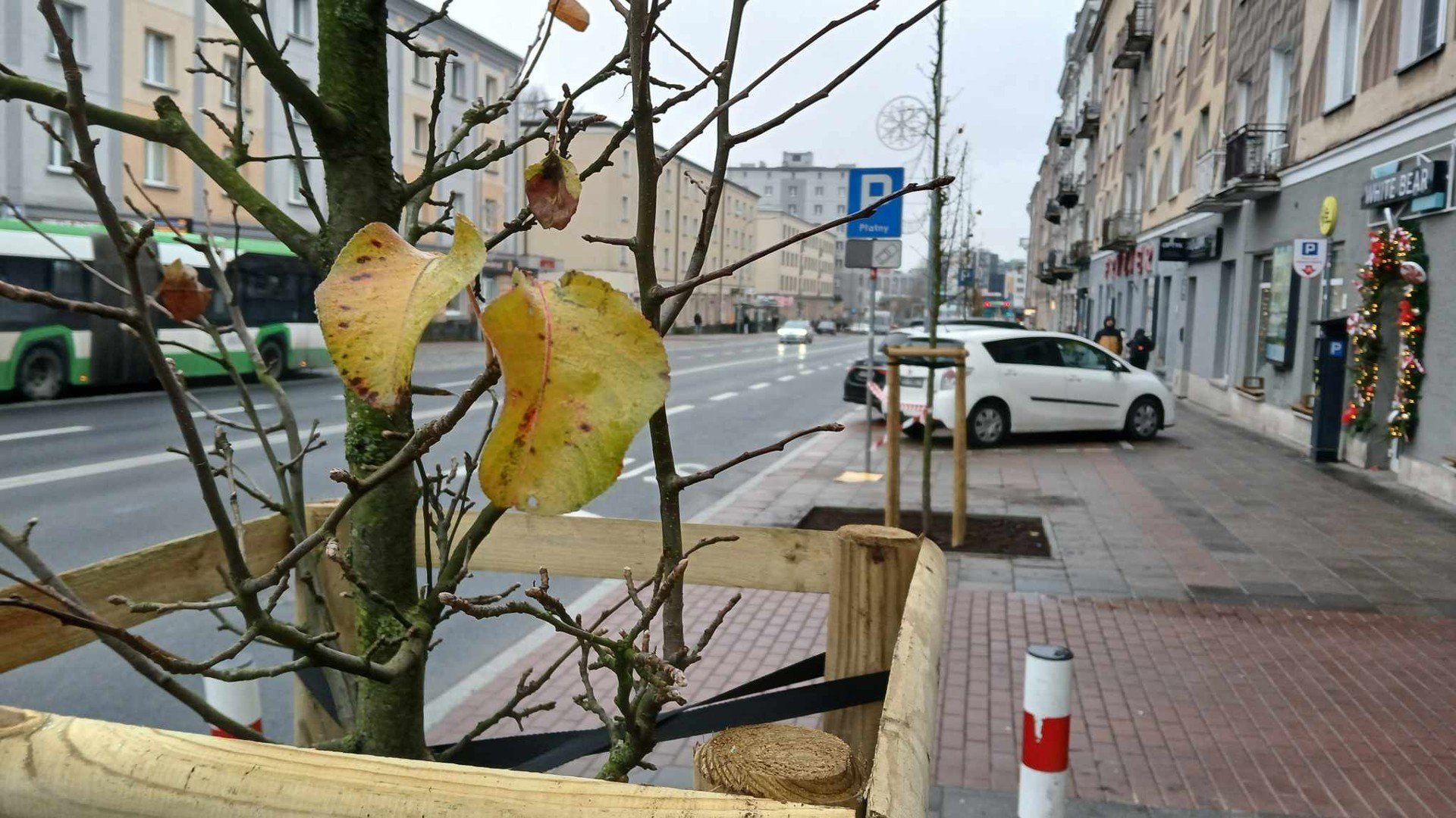 Nowe nasadzenia zieleni wzdłuż ulicy Sienkiewicza