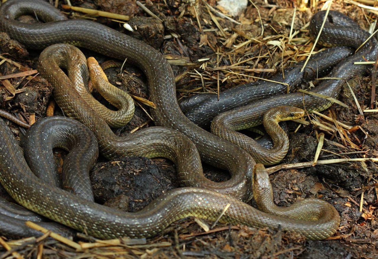 Może osiągać nawet ponad 1,5 m długości. To najdłuższy wąż żyjący w Polsce