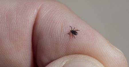 Kleszcze. GIS rozprawia się z mitami na temat pajęczaków