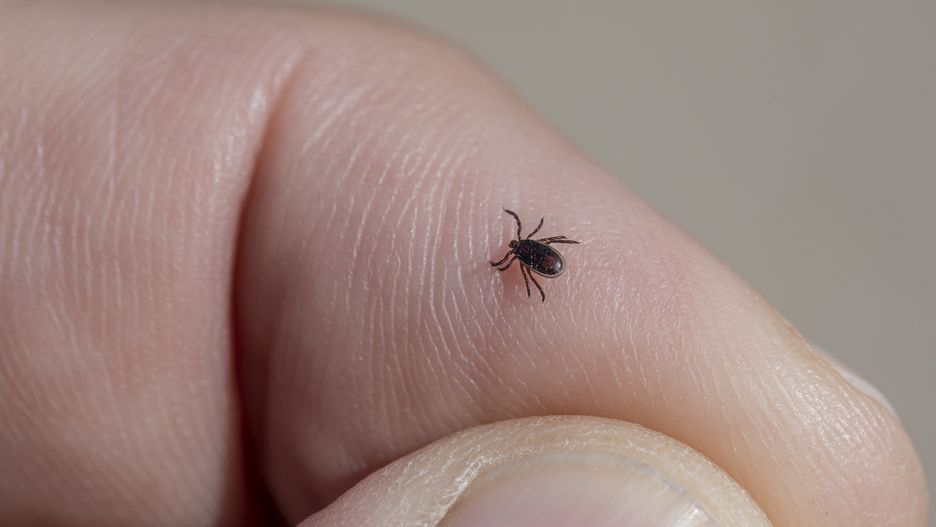 Kleszcze wciąż atakują. GIS obala najpopularniejsze mity na ich temat