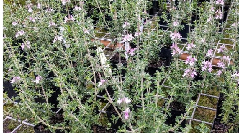 Cząber wśród swoich właściwości, ma także związane z działaniem odkażającym i antygrzybicznym