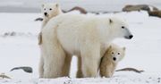 Futro niedźwiedzi polarnych wcale nie jest białe. To tylko złudzenie