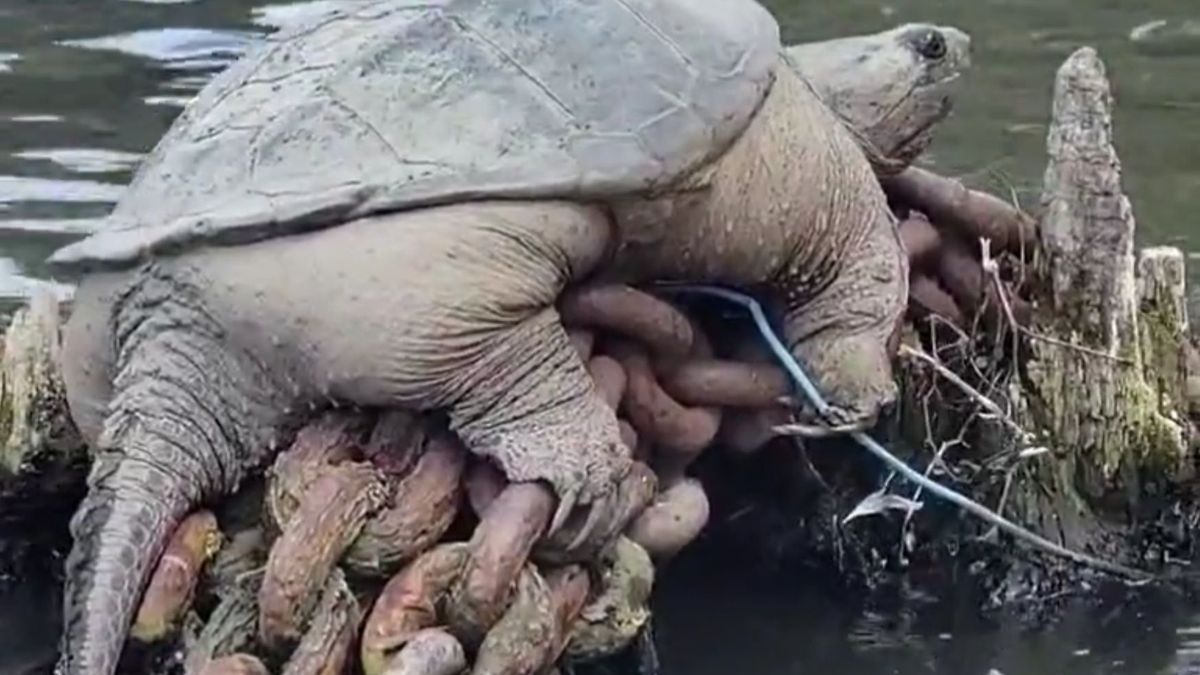 Gigantyczny żółw jaszczurowaty wygrzewał się na wysepce