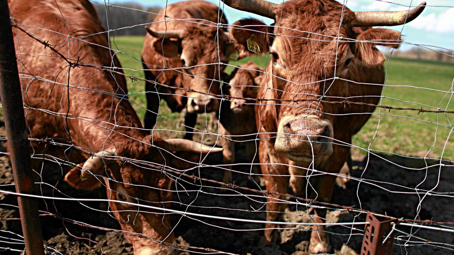 Łosice na Mazowszu. Trwa obława na agresywne byki, które uciekły rolnikowi