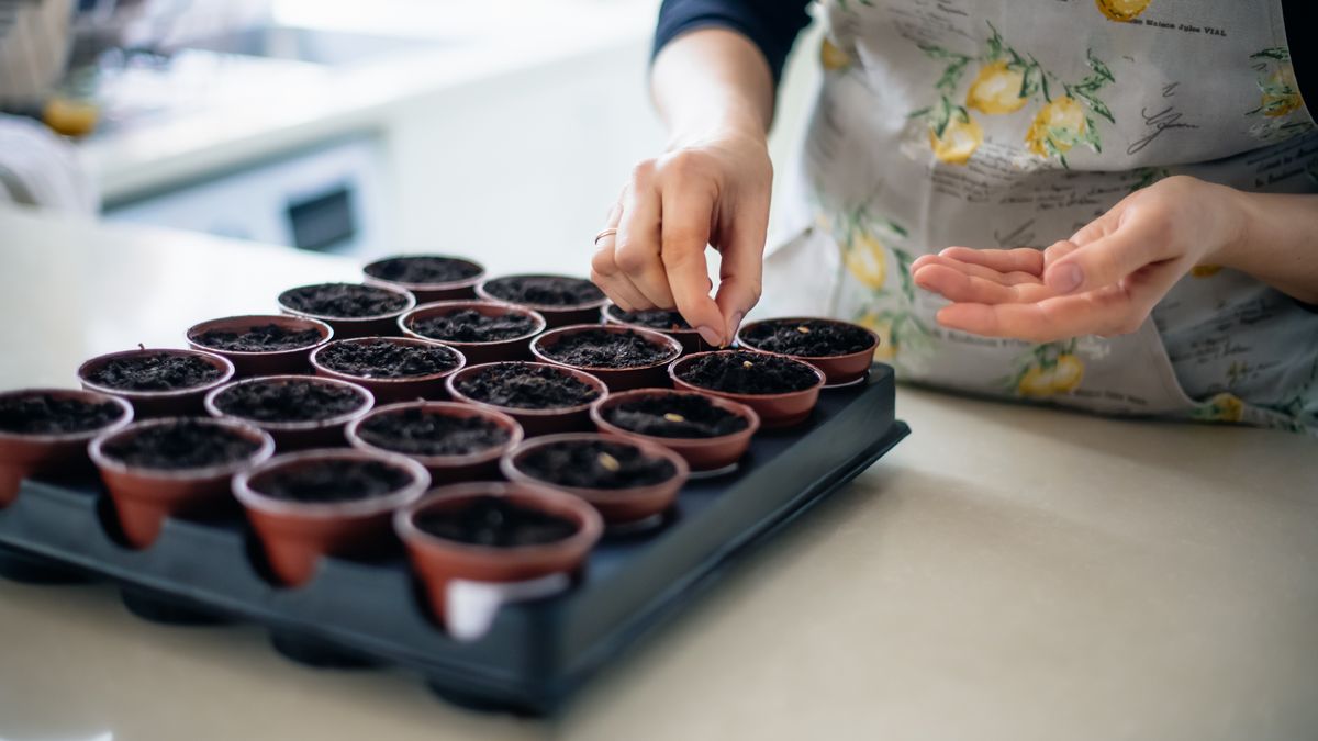 Jakie warzywa wysiewać w styczniu?