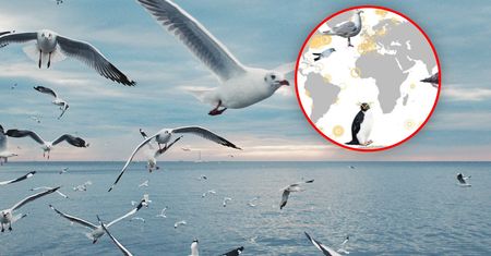 Ocenili globalne rozmieszczenie rtęci w oceanach. Pomogły ptaki