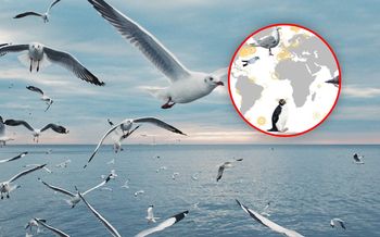 Ocenili globalne rozmieszczenie rtęci w oceanach. Pomogły ptaki