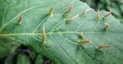 Dziwne twory na liściach. Atakują drzewa owocowe i ozdobne