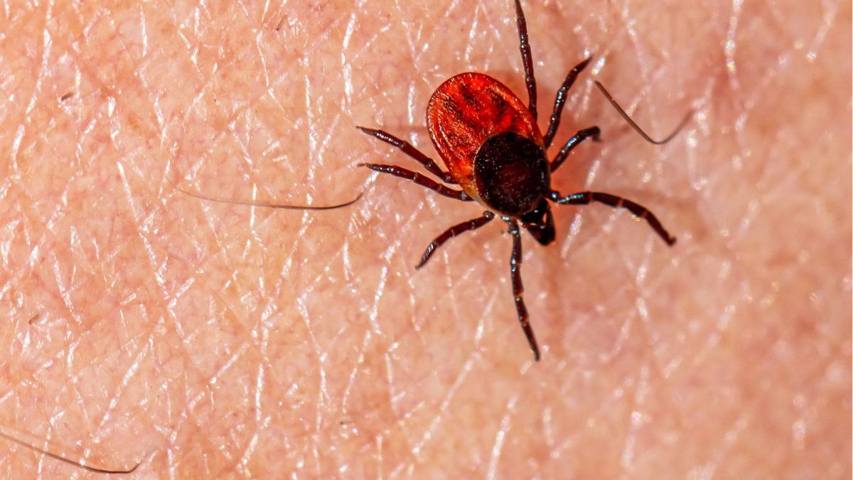 Inwazja kleszczy w Krakowie