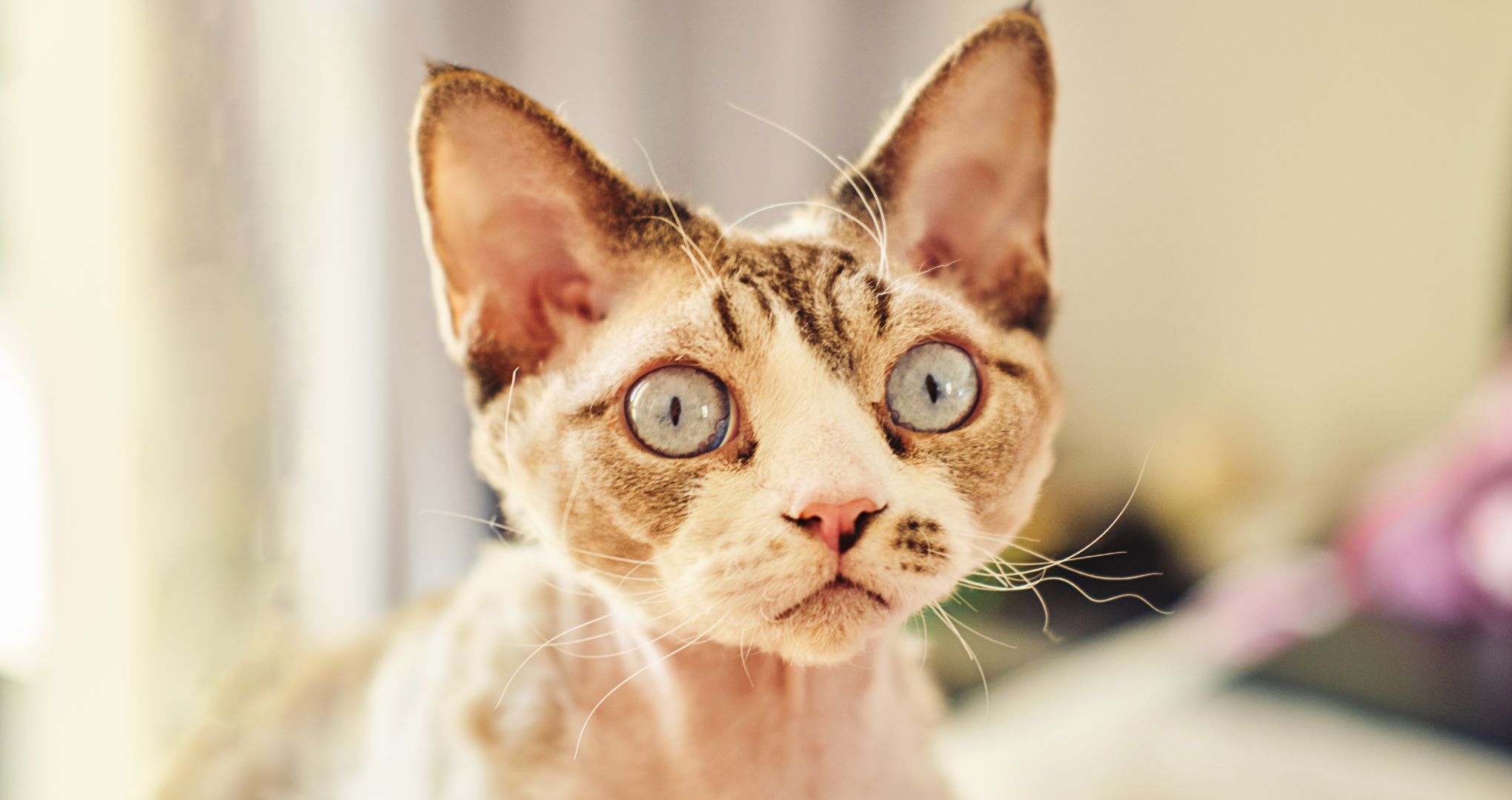 Sphynx Devon Rex