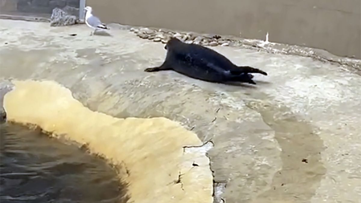 Foka próbuje za wszelką cenę złapać złodzieja ryb
