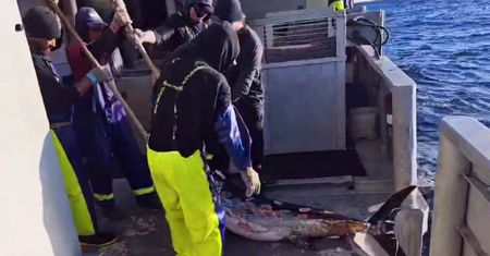 Wyłowili dziwne zwierzę z morza. Wiedzą, co mu się stało