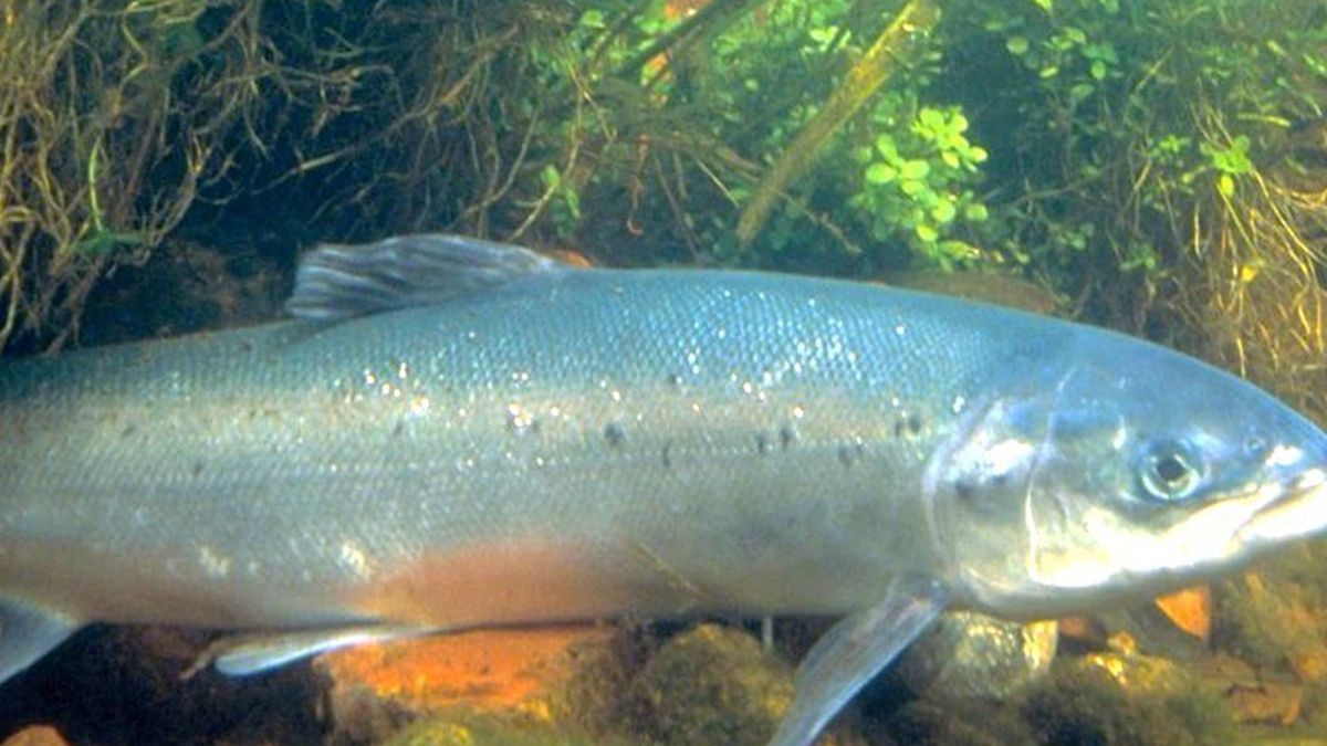 75 tys. łososi wydało się z hodowli.