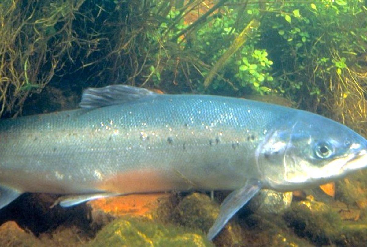 Łososie wydostały się z hodowli. Nawet 75 tysięcy sztuk