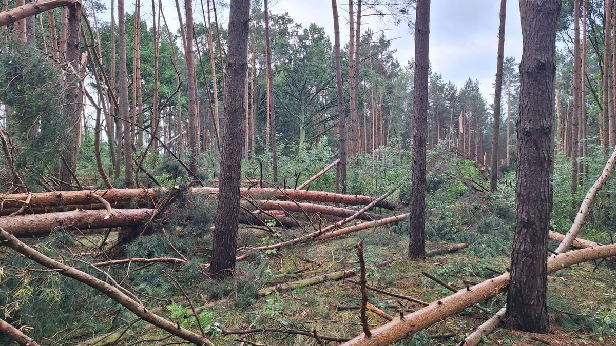 Wielkopolska. Widok lasu po nawałnicy