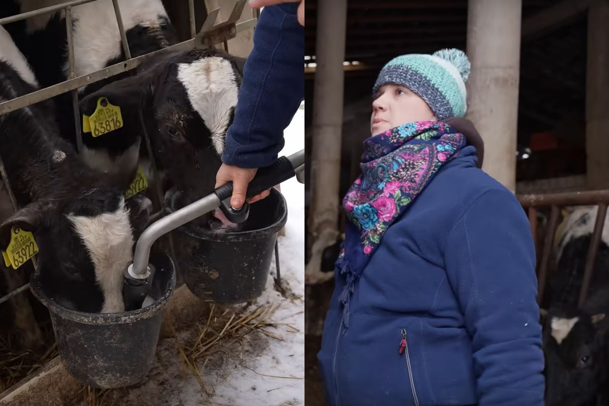 Justyna z "Rolnicy. Podlasie" karmi cielątka