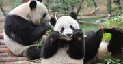 Pandy i "fałszywy kciuk". Naukowcy zaobserwowali niezwykłe zachowanie