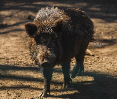 Dzik przerwał poranny spacer mieszkanki Krakowa