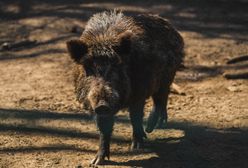 Dzik przerwał poranny spacer mieszkanki Krakowa