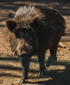 Dzik przerwał poranny spacer mieszkanki Krakowa